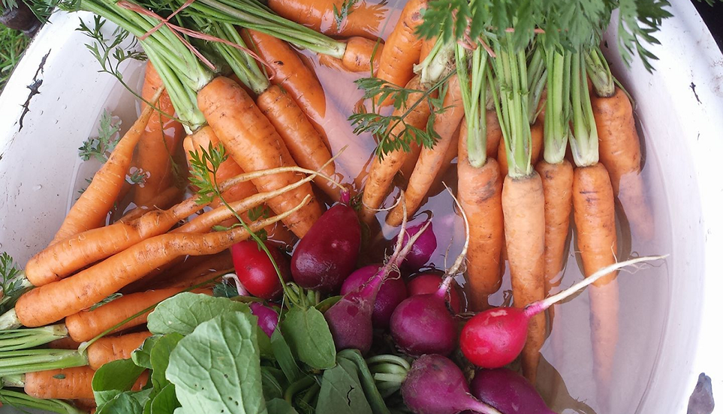 Sunrise Organics