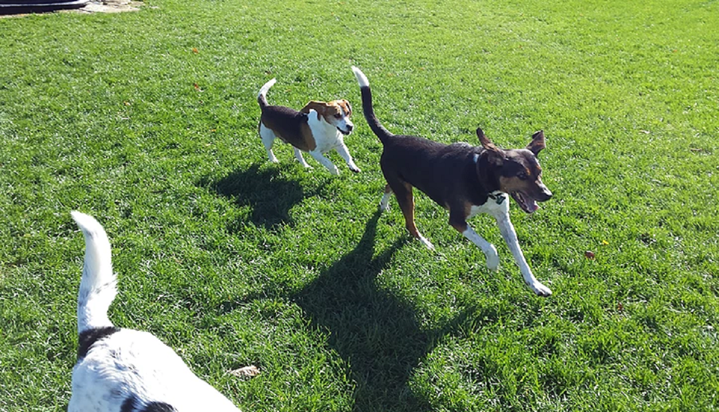 Spring Water Pet Resort
